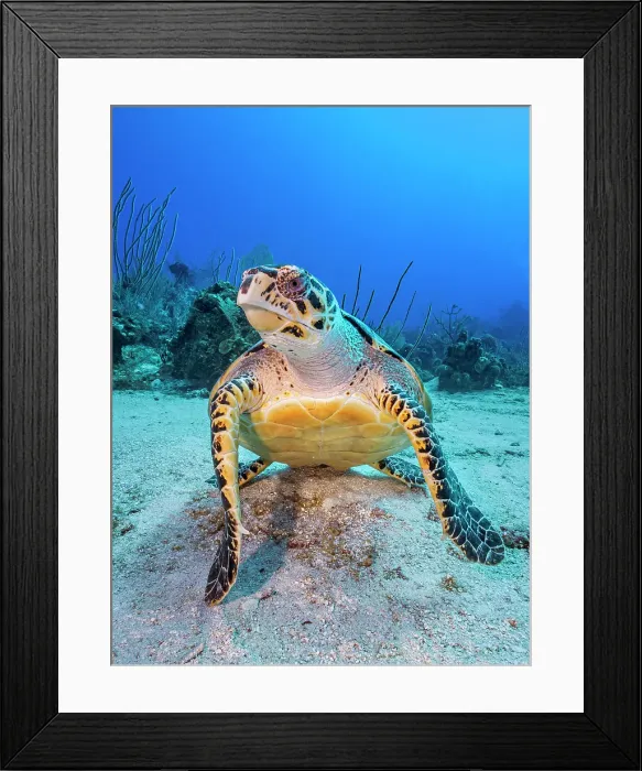 Framed Print : Hawksbill Turtle (Eretmochelys imbricata), Grand Cayman, Cayman Islands, British West Indies Framed Print : Hawksbill Turtle (Eretmochelys imbricata), Grand Cayman, Cayman Islands, British West Indies