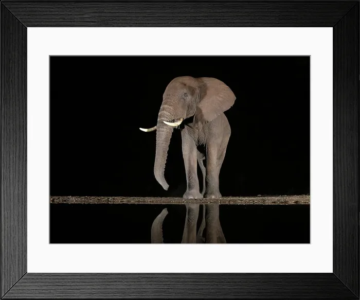 Framed Print : Elephant at floodlit watering hole at night, Zimanga Private Game Reserve, Natal, South Africa
