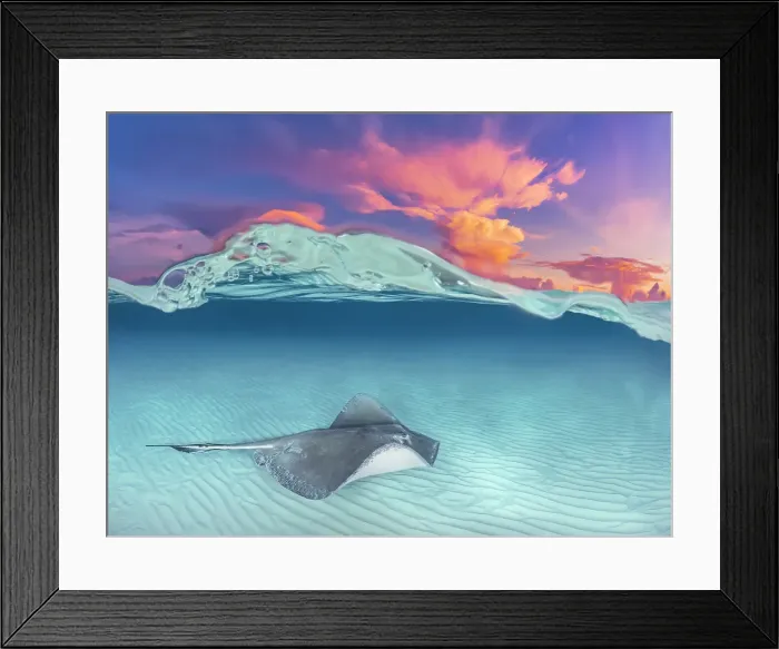Framed Print : Southern Stingray (Dasyatis americana) at sunrise at the Stingray City sandbar on Grand Cayman, Cayman Islands, British West Indies