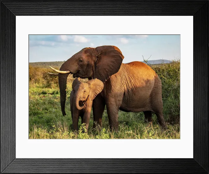 Framed Print : Female elephant and her calf, Zimanga Private Game Reserve, Natal, South Africa Framed Print : Female elephant and her calf, Zimanga Private Game Reserve, Natal, South Africa