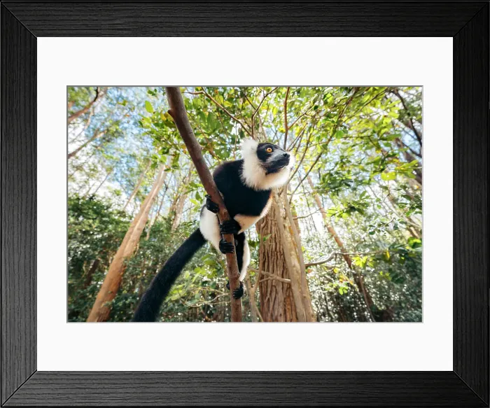 Framed Print : Black and white Vari lemur climbs a tree. Madagascar, Africa. Andasibe Framed Print : Black and white Vari lemur climbs a tree. Madagascar, Africa. Andasibe