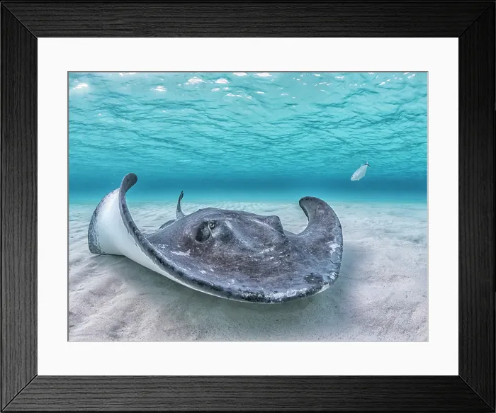 Framed Print : Southern Stingray (Dasyatis americana) at the sandbar in North Sound on Grand Cayman, Cayman Islands, British West Indies Framed Print : Southern Stingray (Dasyatis americana) at the sandbar in North Sound on Grand Cayman, Cayman Islands, British West Indies