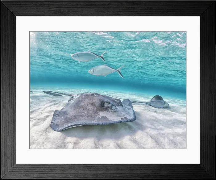Framed Print : Southern Stingray (Dasyatis americana) at the sandbar in North Sound on Grand Cayman, Cayman Islands, British West Indies Framed Print : Southern Stingray (Dasyatis americana) at the sandbar in North Sound on Grand Cayman, Cayman Islands, British West Indies