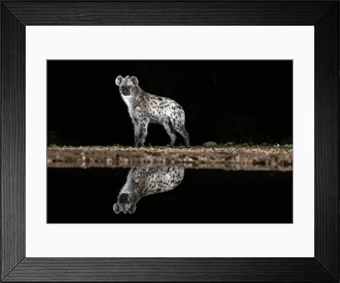 Framed Print : Spotted hyena reflected in floodlit watering hole, Zimanga Private Game Reserve, Natal, South Africa Framed Print : Spotted hyena reflected in floodlit watering hole, Zimanga Private Game Reserve, Natal, South Africa