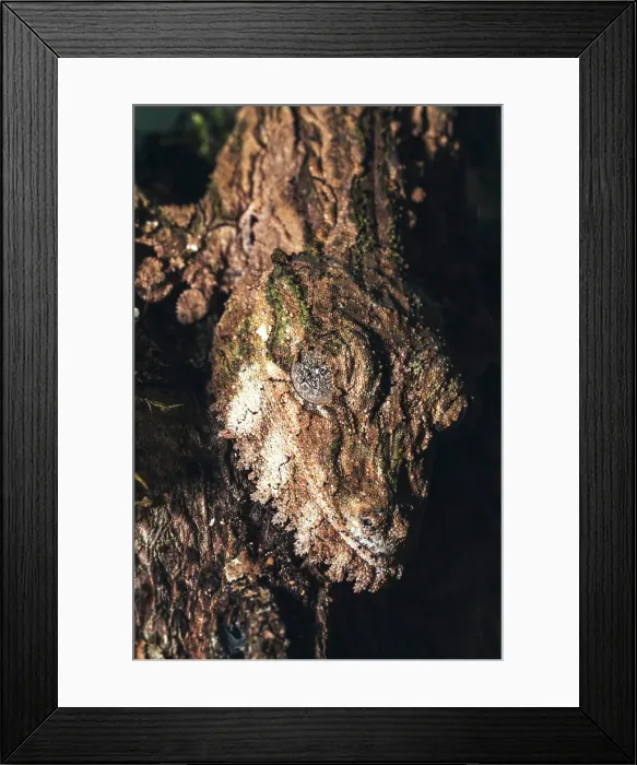 Framed Print : Gecko camouflaged on tree. Madagascar, Africa Framed Print : Gecko camouflaged on tree. Madagascar, Africa