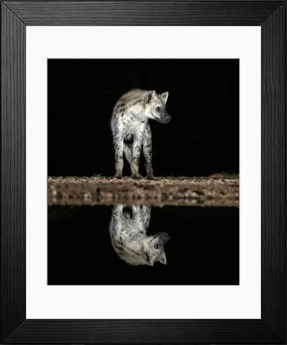 Framed Print : Spotted hyena reflected in floodlit watering hole, Zimanga Private Game Reserve, Natal, South Africa