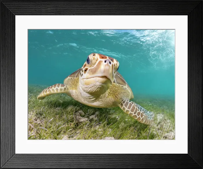Framed Print : Green Turtle (Chelonia mydas), Grand Cayman, Cayman Islands, British West Indies Framed Print : Green Turtle (Chelonia mydas), Grand Cayman, Cayman Islands, British West Indies