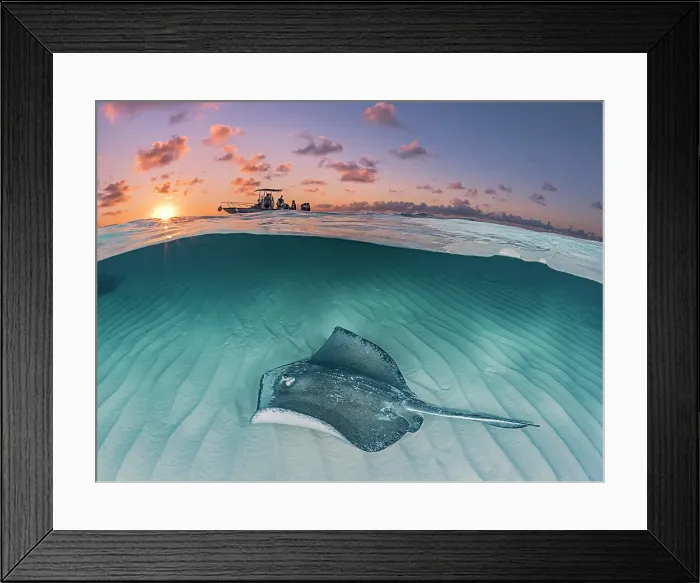 Framed Print : Southern Stingray (Dasyatis americana) over-under split image at the Stingray City sandbar in North Sound on Grand Cayman, Cayman Islands, British West Indies Framed Print : Southern Stingray (Dasyatis americana) over-under split image at the Stingray City sandbar in North Sound on Grand Cayman, Cayman Islands, British West Indies