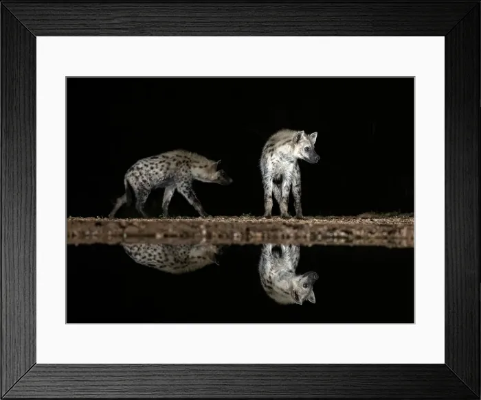 Framed Print : Spotted hyena reflected in floodlit watering hole, Zimanga Private Game Reserve, Natal, South Africa