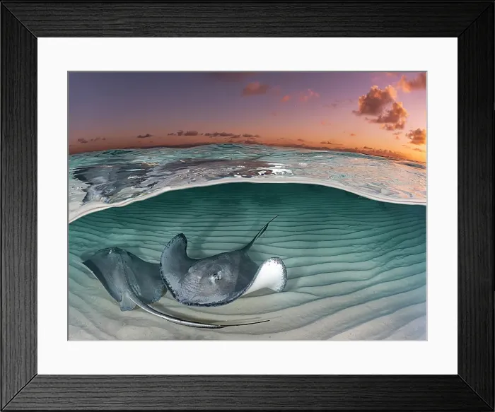 Framed Print : Southern Stingray (Dasyatis americana) over-under split image at the Stingray City sandbar in North Sound on Grand Cayman, Cayman Islands, British West Indies Framed Print : Southern Stingray (Dasyatis americana) over-under split image at the Stingray City sandbar in North Sound on Grand Cayman, Cayman Islands, British West Indies