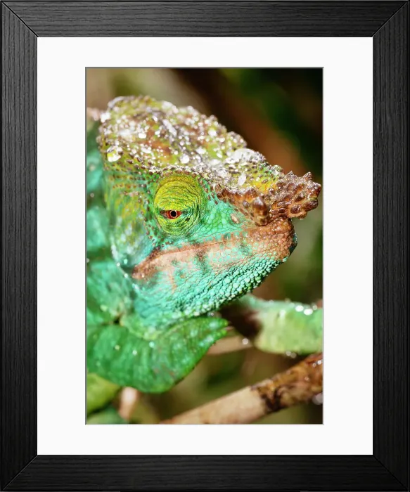 Framed Print : Close-up of a chameleon. Madagascar, Africa. Ranomafana rainforest