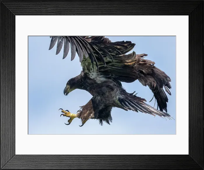 Framed Print : A juvenile bald eagle flies back to the nest on Sharbot Lake, Ontario, Canada Framed Print : A juvenile bald eagle flies back to the nest on Sharbot Lake, Ontario, Canada