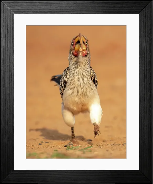 Framed Print : Southern yellow-billed hornbill running, Zimanga Private Game Reserve, Natal, South Africa Framed Print : Southern yellow-billed hornbill running, Zimanga Private Game Reserve, Natal, South Africa