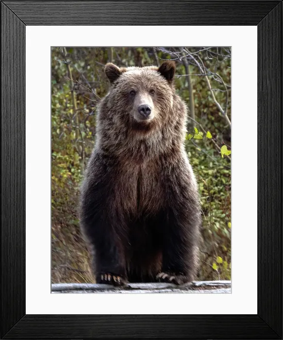 Framed Print : A grizzly cub is curious and stands on a log in Chilko Lake, British Columbia, Canada Framed Print : A grizzly cub is curious and stands on a log in Chilko Lake, British Columbia, Canada