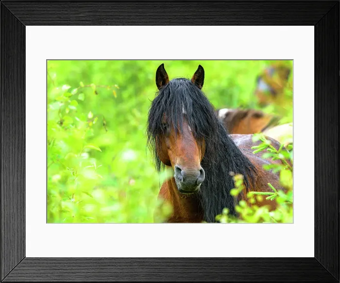 Framed Print : Widl horse in the trees in Alberta, Canada