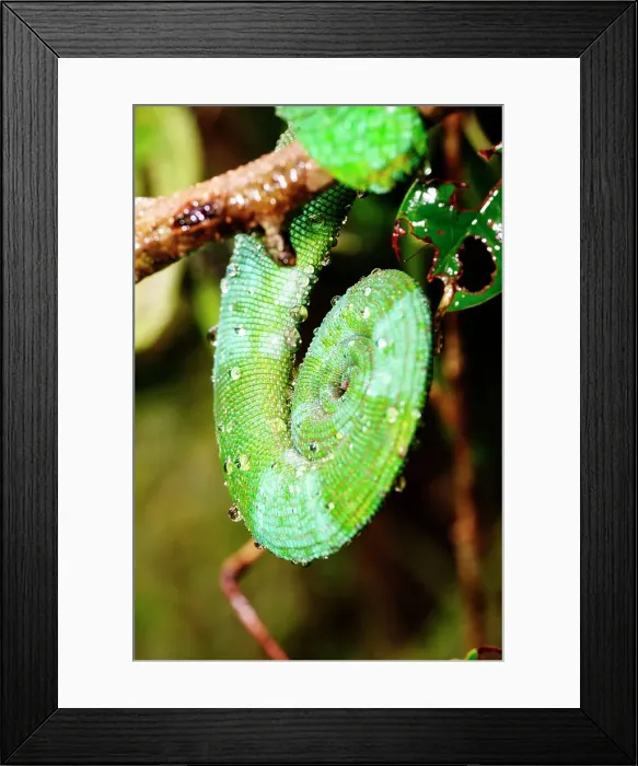 Framed Print : Close-up of a chameleon. Madagascar, Africa. Ranomafana rainforest Framed Print : Close-up of a chameleon. Madagascar, Africa. Ranomafana rainforest