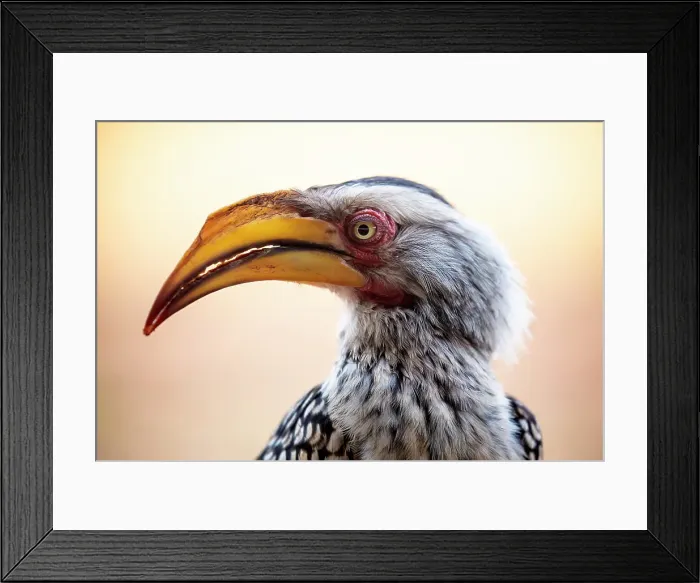Framed Print : Southern yellow-billed hornbill, Zimanga Private Game Reserve, Natal, South Africa
