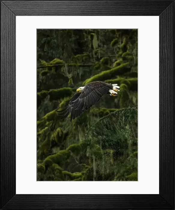 Framed Print : A bald eagle takes off from the trees in the Great Bear Rainforest in British Columbia, Canada