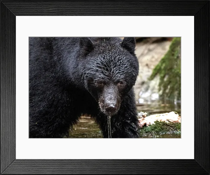 Framed Print : A black bear fishing in the Great Bear Rainforest, British Columbia, Canada, with water dripping from its face