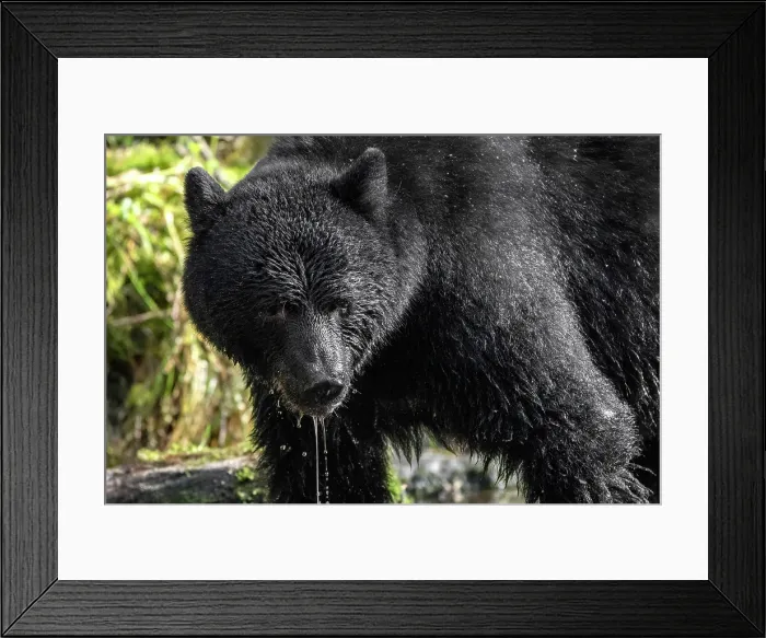 Framed Print : A black bear salmon ishing in the Great Bear Rainforest, British Columbia, Canada with water dripping from its face Framed Print : A black bear salmon ishing in the Great Bear Rainforest, British Columbia, Canada with water dripping from its face