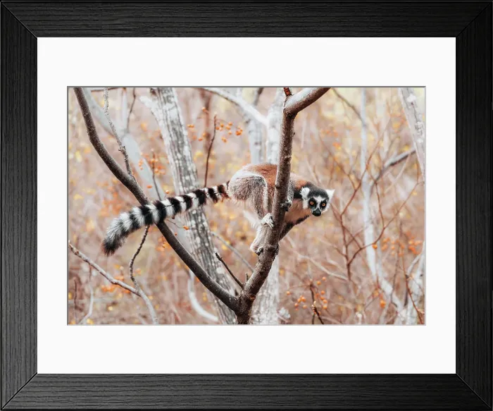Framed Print : ring-tailed lemur, known as catta, climbs tree branch. South Madagascar, Africa Framed Print : ring-tailed lemur, known as catta, climbs tree branch. South Madagascar, Africa