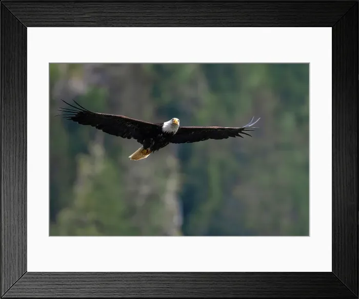 Framed Print : A bald eagle in flight in the Great Bear Rainforest, British Columbia, Canada Framed Print : A bald eagle in flight in the Great Bear Rainforest, British Columbia, Canada
