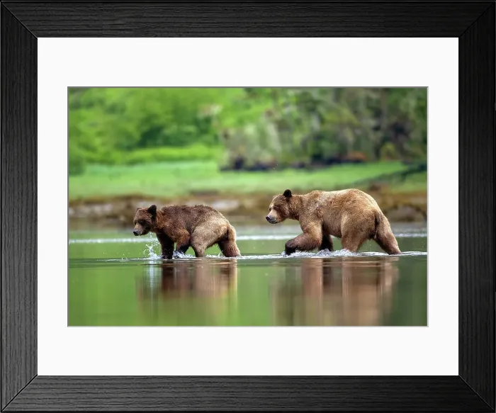 Framed Print : A pair of mating grizzlies walk through the water at low tide in the Khutzeymateen Grizzly Bear Sanctuary, Canada Framed Print : A pair of mating grizzlies walk through the water at low tide in the Khutzeymateen Grizzly Bear Sanctuary, Canada