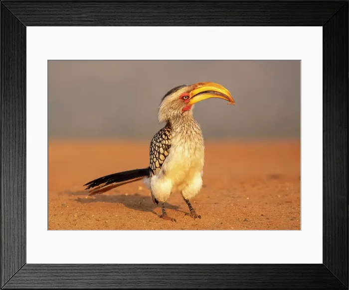 Framed Print : Southern yellow-billed hornbill, Zimanga Private Game Reserve, Natal, South Africa