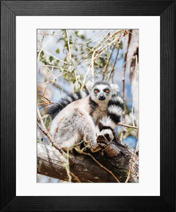 Framed Print : ring-tailed lemur, known as catta, climbs tree branch. South Madagascar, Africa Framed Print : ring-tailed lemur, known as catta, climbs tree branch. South Madagascar, Africa