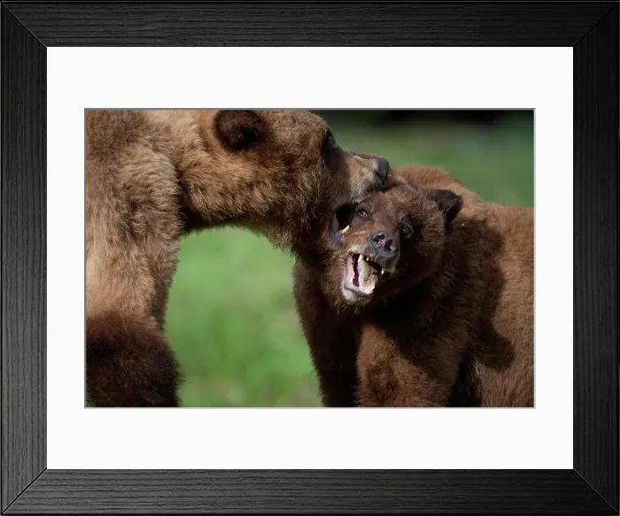 Framed Print : Grizzly bears fighting in the Khtuzeymateen Grizzly Bear Sanctuary, Canada Framed Print : Grizzly bears fighting in the Khtuzeymateen Grizzly Bear Sanctuary, Canada