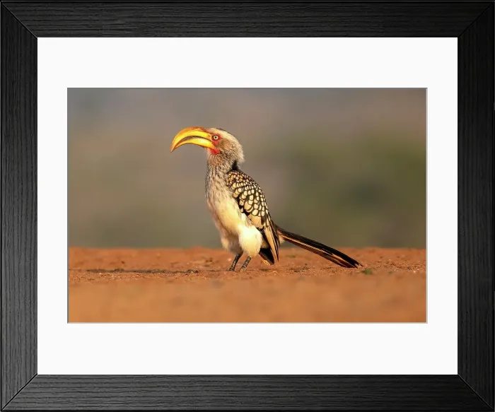 Framed Print : Southern yellow-billed hornbill, Zimanga Private Game Reserve, Natal, South Africa