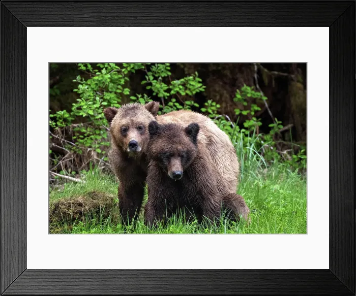 Framed Print : Young grizzly bears mating in the Khutzeymateen Grizzly Bear Sanctuary, Canada Framed Print : Young grizzly bears mating in the Khutzeymateen Grizzly Bear Sanctuary, Canada