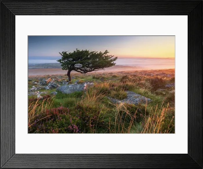 Framed Print : Windswept hawthorn tree on the moorland slopes of Cosdon Hill at sunrise, Dartmoor National Park, Devon, England. Summer (August) 2024 Framed Print : Windswept hawthorn tree on the moorland slopes of Cosdon Hill at sunrise, Dartmoor National Park, Devon, England. Summer (August) 2024