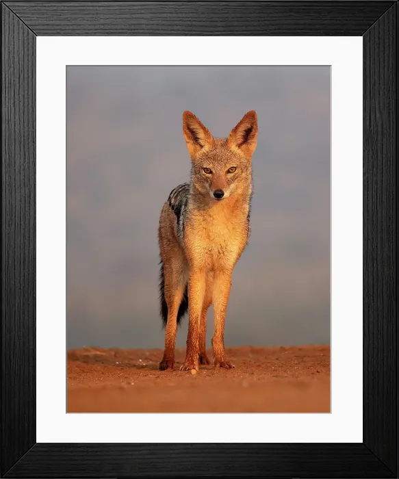 Framed Print : Black-backed jackal, Zimanga Private Game Reserve, Natal, South Africa