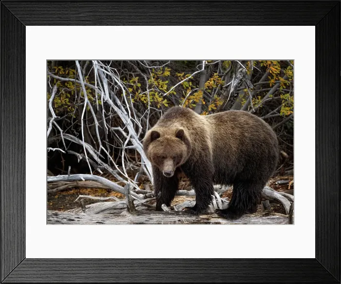 Framed Print : A grizzly bear salmon fishing in Chilko Lake, British Columbia, Canada in the autumn Framed Print : A grizzly bear salmon fishing in Chilko Lake, British Columbia, Canada in the autumn