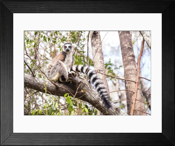 Framed Print : ring-tailed lemur, known as catta, climbs tree branch. South Madagascar, Africa Framed Print : ring-tailed lemur, known as catta, climbs tree branch. South Madagascar, Africa