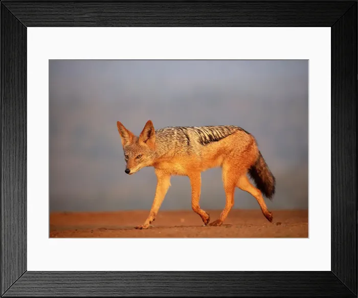 Framed Print : Black-backed jackal, Zimanga Private Game Reserve, Natal, South Africa