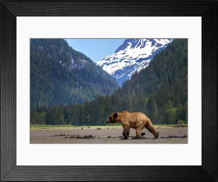 Framed Print : A grizzly bear walks at low tide on the mud flats with towering moutnains behind in the Khutzeymateen Grizzly Bear Sanctuary in British Columbia, Canada Framed Print : A grizzly bear walks at low tide on the mud flats with towering moutnains behind in the Khutzeymateen Grizzly Bear Sanctuary in British Columbia, Canada