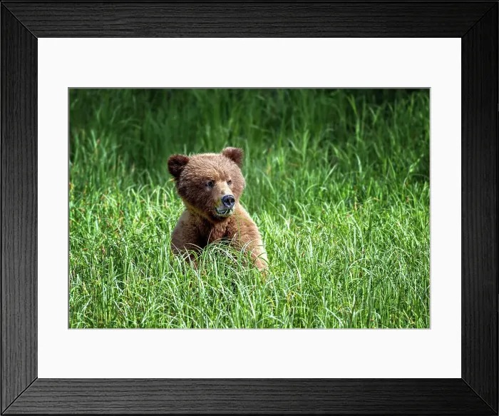 Framed Print : A female grizzly bear sitting eating sedge grass in the Khutzeymateen Grizzly Bear Sanctuary Framed Print : A female grizzly bear sitting eating sedge grass in the Khutzeymateen Grizzly Bear Sanctuary