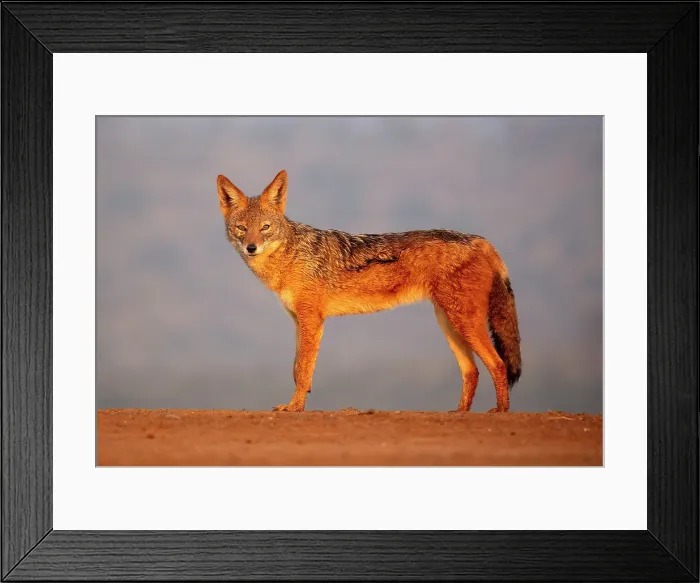 Framed Print : Black-backed jackal, Zimanga Private Game Reserve, Natal, South Africa Framed Print : Black-backed jackal, Zimanga Private Game Reserve, Natal, South Africa