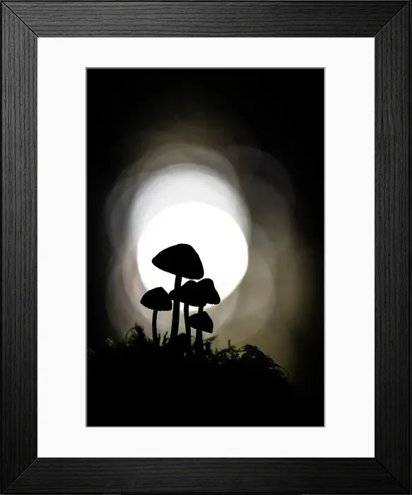 Framed Print : Clustered Bonnet (Mycena inclinata) in ancient broadleaved beech woodland, New Forest National Park, Hampshire, England, UK, October 2024, focus-stacked Framed Print : Clustered Bonnet (Mycena inclinata) in ancient broadleaved beech woodland, New Forest National Park, Hampshire, England, UK, October 2024, focus-stacked