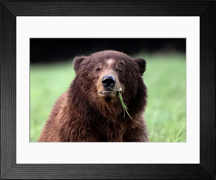Framed Print : A male grizzly bear sits in the sedge grass eating in the Khtuzeymateen Grizzly Bear Sanctuary Framed Print : A male grizzly bear sits in the sedge grass eating in the Khtuzeymateen Grizzly Bear Sanctuary