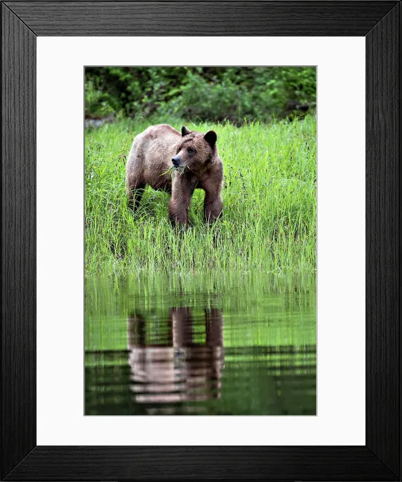 Framed Print : A young grizzly bear eating grass in the Khutzeymateen Grizzly Bear Sanctuary, Canada Framed Print : A young grizzly bear eating grass in the Khutzeymateen Grizzly Bear Sanctuary, Canada