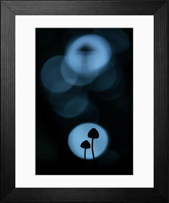 Framed Print : Mycena sp. New Forest National Park, Hampshire, England, UK, October 2022 Framed Print : Mycena sp. New Forest National Park, Hampshire, England, UK, October 2022