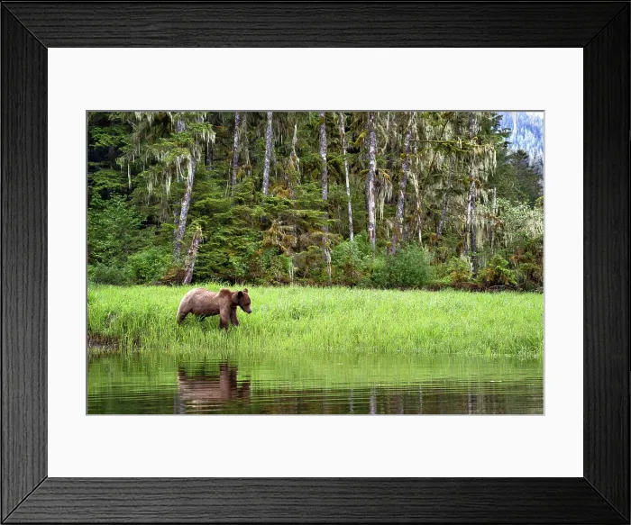Framed Print : A grizzly bear stands at the water in the sedge grass in the Khutzeymateen Grizzly Bear Sanctuary, Canada Framed Print : A grizzly bear stands at the water in the sedge grass in the Khutzeymateen Grizzly Bear Sanctuary, Canada