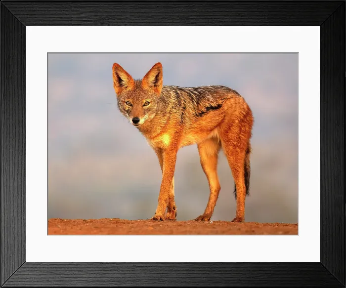 Framed Print : Black-backed jackal, Zimanga Private Game Reserve, Natal, South Africa Framed Print : Black-backed jackal, Zimanga Private Game Reserve, Natal, South Africa