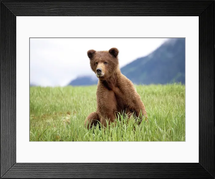 Framed Print : A female grizzly bear sitting eating sedge grass in the Khutzeymateen Grizzly Bear Sanctuary Framed Print : A female grizzly bear sitting eating sedge grass in the Khutzeymateen Grizzly Bear Sanctuary