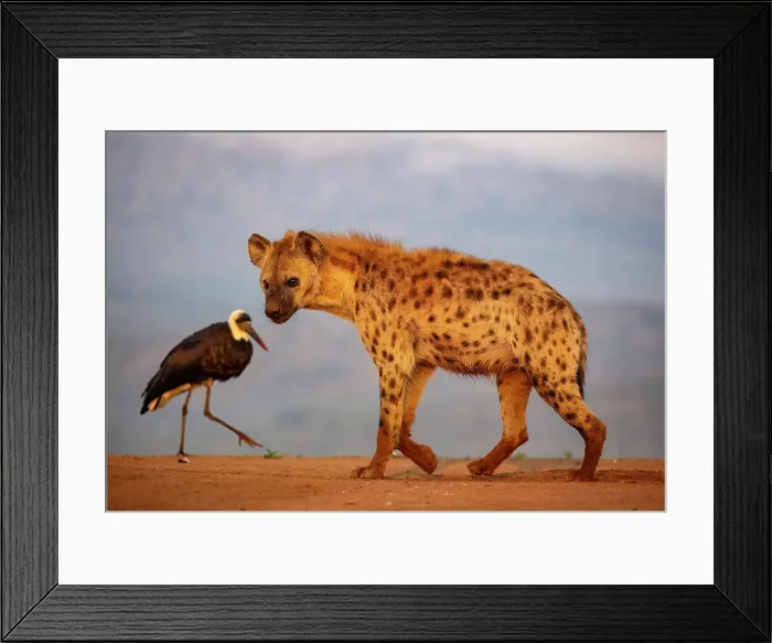 Framed Print : Spotted hyena, Zimanga Private Game Reserve, Natal, South Africa Framed Print : Spotted hyena, Zimanga Private Game Reserve, Natal, South Africa