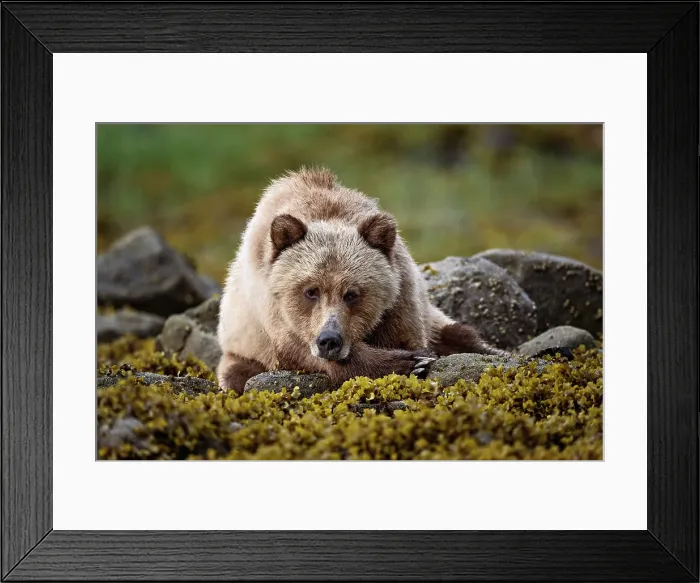 Framed Print : A female grizzly bear lies in the kelp at low tide in the Khtuzeymateen Grizzly Bear Sanctuary, Canada Framed Print : A female grizzly bear lies in the kelp at low tide in the Khtuzeymateen Grizzly Bear Sanctuary, Canada