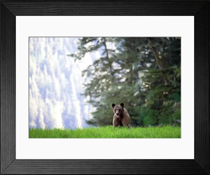 Framed Print : Grizzly bear standing in the sedge grass in the Khutzeymateen Grizzly Bear Sanctuary